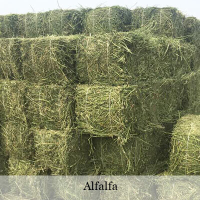 alfalfa
