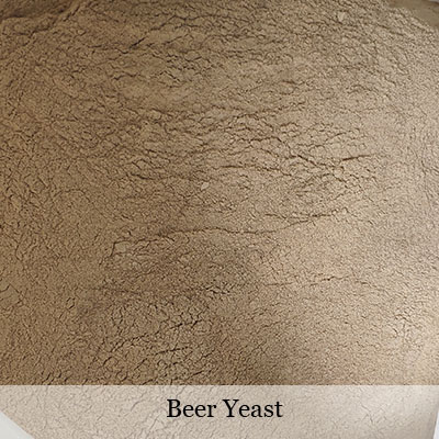 beer yeast